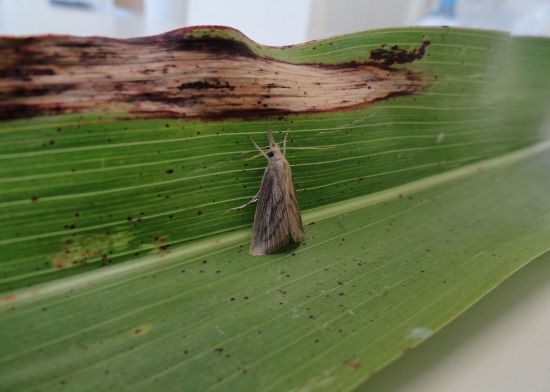 CONCLUSÃO - Estudo inédito revela impacto da broca-da-cana-de-açúcar na produtividade do sorgo